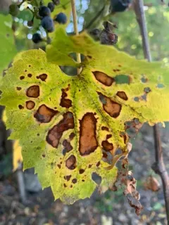 Ivy Anthracnose thumbnail 4