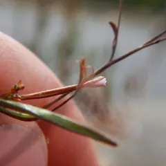 panicled willowherb thumbnail 4