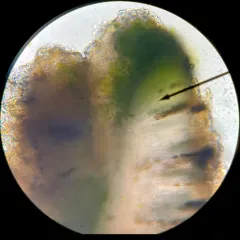Rinodina populicola thumbnail 2