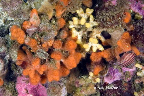 Orange Bryozoan