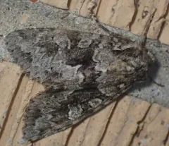 Three-horned Moth thumbnail 4