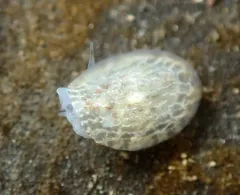 Steinberg's Corambe thumbnail 2