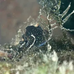 Hedgpeth's Sapsucker thumbnail 3