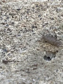 Lesser Billbug thumbnail 2