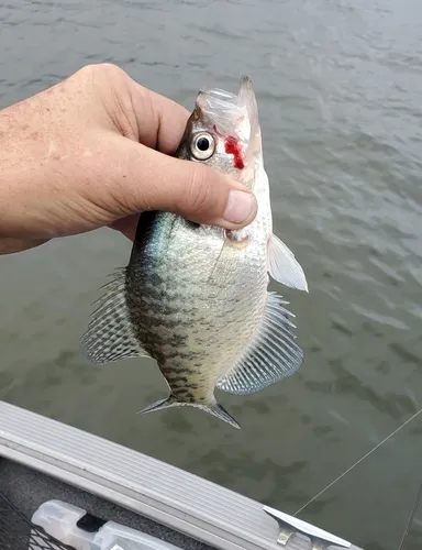 White Crappie