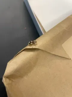 Phymata fasciata thumbnail 4