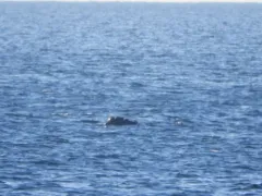 North Atlantic Right Whale thumbnail 4
