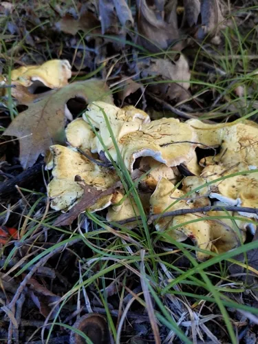 Laeticutis cristata