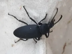 Giant Mealworm Beetle thumbnail 4