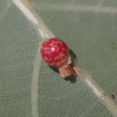 Oyster Gall Wasp thumbnail 1