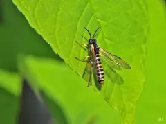 Strongylogaster multicincta thumbnail 3