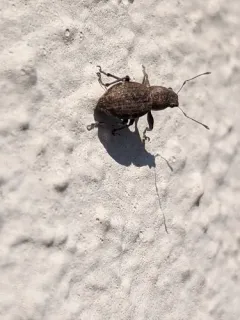Fuller's rose weevil thumbnail 3