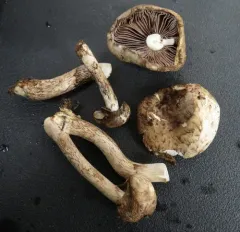 Terrestrial Scalycap thumbnail 3