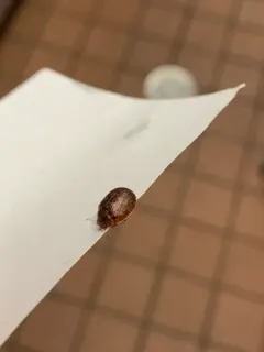 Australian Tortoise Beetle thumbnail 2