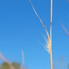 broomsedge bluestem thumbnail 2