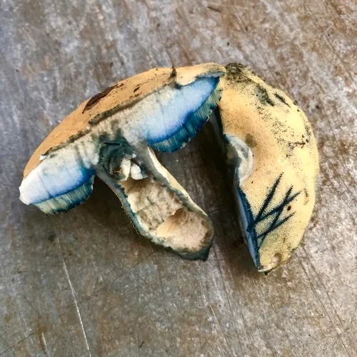 Cornflower Bolete