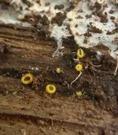 Chlorosplenium chlora thumbnail 4