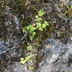 Five-leaf Dwarf Bramble thumbnail 4