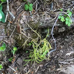 Sitka clubmoss thumbnail 3