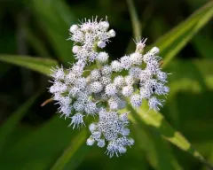 white snakeroot thumbnail 3