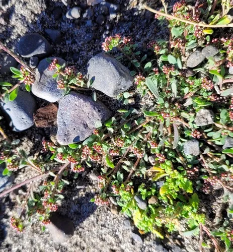 Strapwort