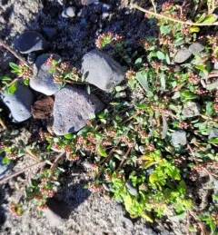 Strapwort thumbnail 1