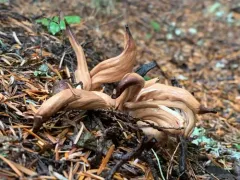 Clavariadelphus caespitosus thumbnail 2