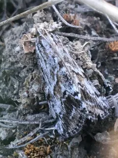 Evergestis simulatilis thumbnail 2