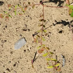 nodding spurge thumbnail 2