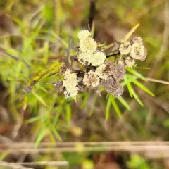 narrowleaf mountainmint thumbnail 4