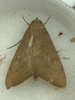 Okra Leafworm Moth thumbnail 2