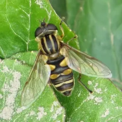 Narrow-headed Marsh Fly thumbnail 4