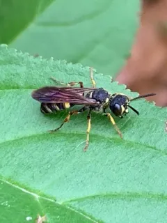 Cerceris clypeata thumbnail 2