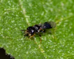 Diodontus minutus thumbnail 2