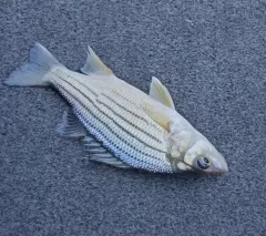 Yellow Bass thumbnail 2