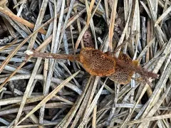 Coltricia dependens thumbnail 2