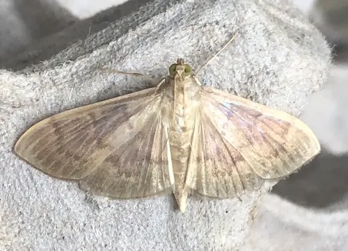 Herbivorous Patania Moth
