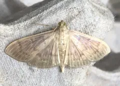 Herbivorous Patania Moth thumbnail 1
