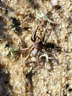 Geolycosa pikei thumbnail 2