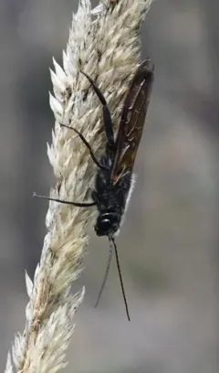 Areolate Woodwasp thumbnail 3