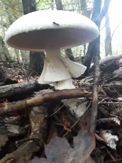 Great Felt Skirt Destroying Angel thumbnail 3