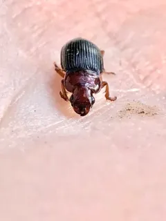 Trichotichnus dichrous thumbnail 3