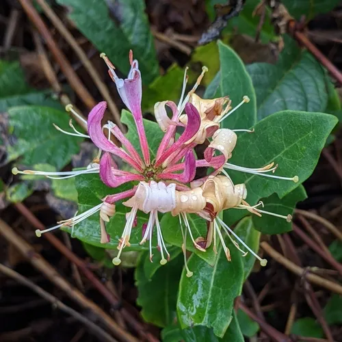 Common Honeysuckle