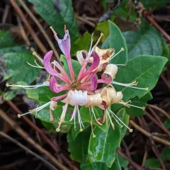Common Honeysuckle thumbnail 1