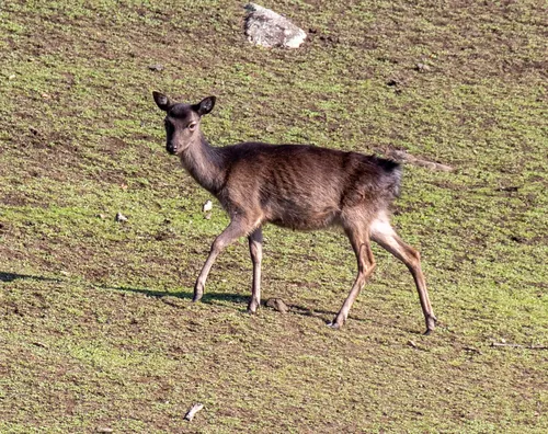 Sika Deer