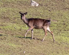 Sika Deer thumbnail 1