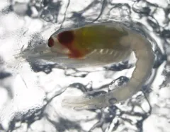 Boreomysis arctica thumbnail 1