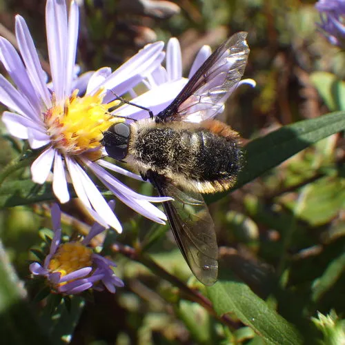 Tawny-tailed Bee Fly