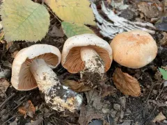 Tricholoma grave thumbnail 3