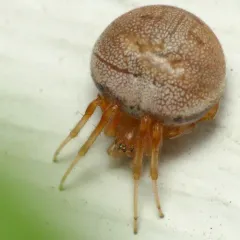 Lattice Orbweaver thumbnail 4